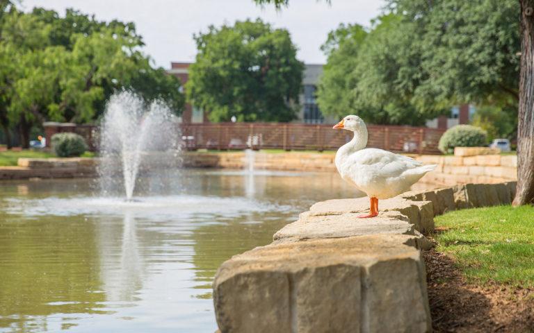Photo of HSU unofficial mascot, Gilbert the Goose, gazing majestically at the pond.